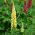 Lupinus, Lupine, Lupine Kandil - bebawang / umbi / akar - Lupinus polyphyllus