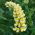 Lupinus, Lupine, Lupine Kandil - bebawang / umbi / akar - Lupinus polyphyllus