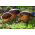 Vaccinul cu miocorf (mycorrhiza) - porcini - cocoșul - bolete bay - ciuperci pădure comestibile
