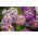 Biblomme - pink - 1750 frø - Lobularia maritima
