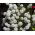 Sladké alyssum, sladká allison - biela odroda - 1750 semien - Lobularia maritima - semená