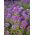 Lily-violet sweet alyssum, Sweet alison - 1750 seeds