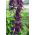 Praktsalvia - violett - 84 frön - Salvia splendens