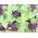 Praktsalvia - violett - 84 frön - Salvia splendens
