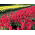 Sauge rouge - rose - 84 graines - Salvia splendens