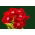 Taman verbena - bunga merah dengan titik putih; vervain taman - 120 biji - Verbena x hybrida - benih