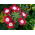 Taman verbena - bunga merah dengan titik putih; vervain taman - 120 biji - Verbena x hybrida - benih