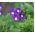 Kerti vervein, verbena - kék, fehér folt - 120 mag - Verbena x hybrida - magok