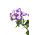 Kerti vervein, verbena - kék, fehér folt - 120 mag - Verbena x hybrida - magok