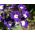 Kerti vervein, verbena - kék, fehér folt - 120 mag - Verbena x hybrida - magok