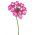 Garden vervein, verbena - pink with a white spot - 120 seeds