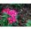 Garden vervein, verbena - pink with a white spot - 120 seeds