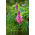 Lupino - Chatelaine - Lupinus polyphyllus