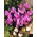 Colchicum - Violet Queen