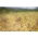 Miglio - giallo - 1 kg - Panicum miliaceum - semi
