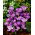 Crocus Flower Record - 10 bulbs