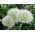 Dekorativ hvitløk - White Giant - Allium White Giant