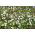 Anemone blanda - White Splendour - pacchetto di 8 pezzi