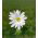 Anemone blanda - White Splendour - pacchetto di 8 pezzi