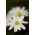 Anemone blanda - White Splendour - pacchetto di 8 pezzi
