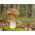 Birkenpilz - Myzel - 