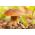 Finluden stensopp - Mycel - Boletus reticulatus