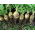Rutabaga "Seaside" - 100 g - Brassica napus L. var. Napobrassica - zaden