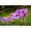 Colchicum - Violet Queen
