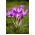 Colchicum - Violet Queen