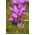 Colchicum - Violet Queen