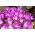 Colchicum - Violet Queen