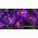 Crocus, Krokus Flower Record - 10 Zwiebeln