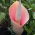 Amorphophallus bulbifer