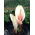 Amorphophallus bulbifer