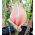 Amorphophallus bulbifer
