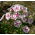 Флокс - Twister - Phlox