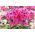 Vlambloem - Windsor - Phlox