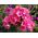 Vlambloem - Windsor - Phlox