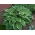 Árnyliliom - Carol - Hosta