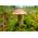 Björksopp - Mycel - Leccinum scabrum
