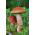 Leccinum aurantiacum - Micelio