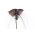 Tacca chantrieri, Fledermausblume, Teufelsblume, Fledermauspflanze, Dämonenblüte