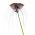 Tacca chantrieri, Fledermausblume, Teufelsblume, Fledermauspflanze, Dämonenblüte
