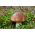 Suillus luteus - Micelio