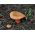 Șapcă de lapte șofran - miceliu; roșu ciupercă de pin - Lactarius deliciosus