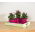 Involucro modulare "Heca" per erbe aromatiche - 12,5 cm - fucsia - 