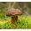 Brauner Steinpilz - Myzel; Lorbeerbrauner Steinpilz, Lorbeerbrauner Steinpilz, falscher Steinpilz - 