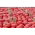 Tomato - Malinowy Kujawski - Large, Juicy Pink-Red Fruits - Fresh Seeds
