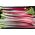 Rheum, Rhubarb Goliath - umbi / umbi / akar - Rheum rhabarbarum