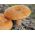 Șapcă de lapte șofran - miceliu; roșu ciupercă de pin - Lactarius deliciosus